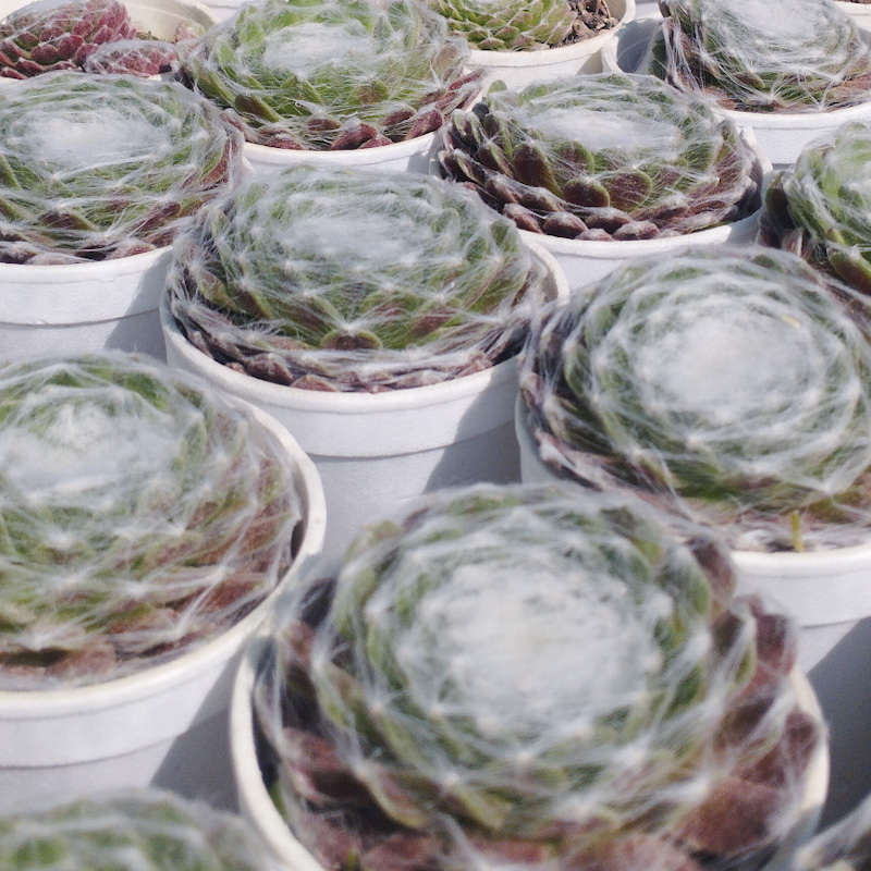 M-104: Sempervivum Arachnoideum