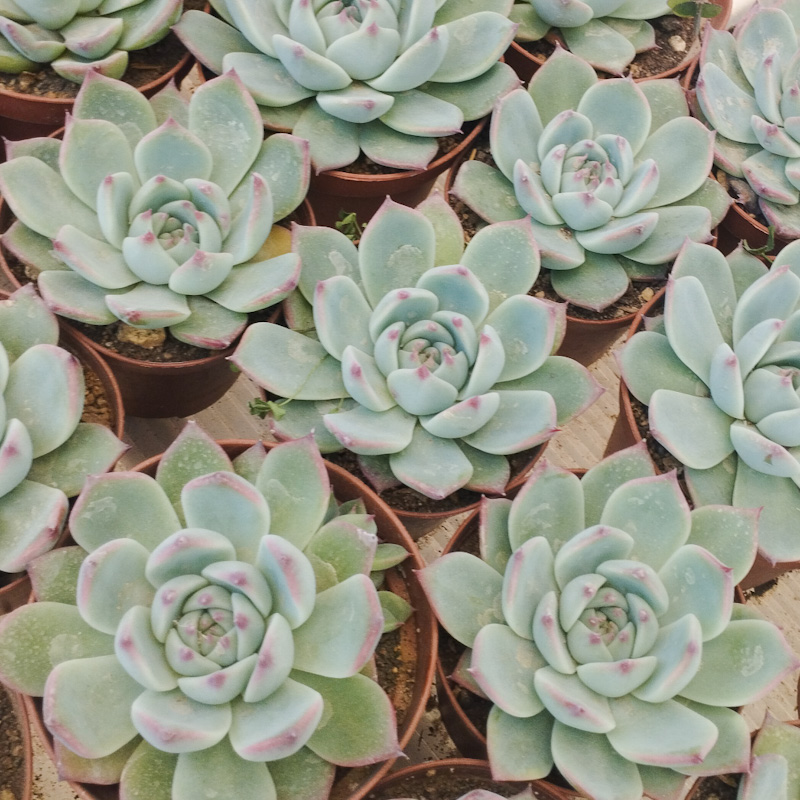 M-320:   Echeveria Chihuahuense