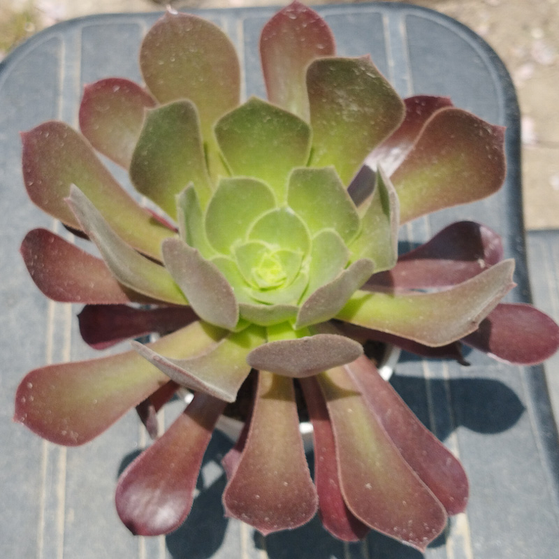 M-195: Aeonium Velour