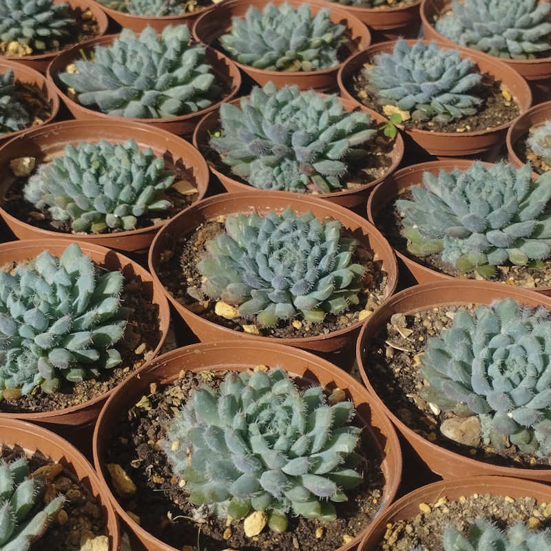 M-116: Echeveria Setosa Mini