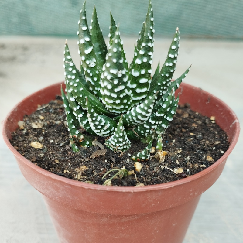 M-147: Haworthia