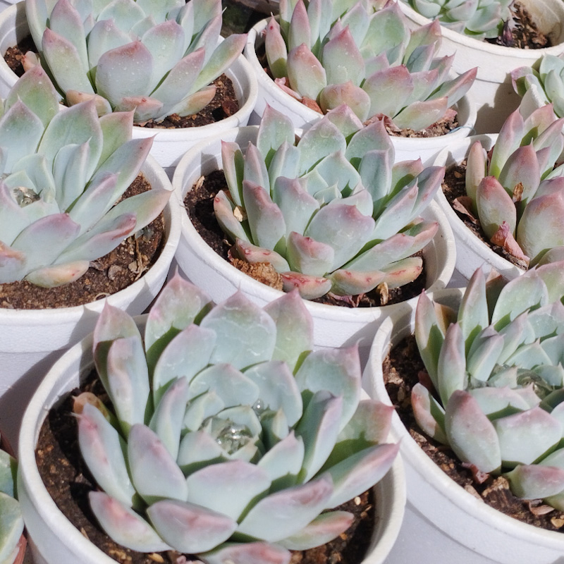 M-174: Echeveria Albida