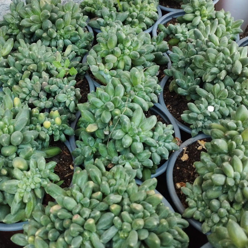 M-221: Pachyphytum Compactum