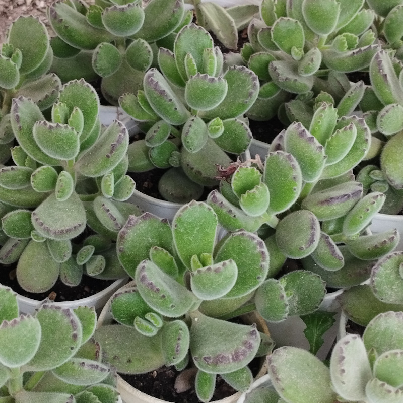M-151: Cotyledon Tomentosa