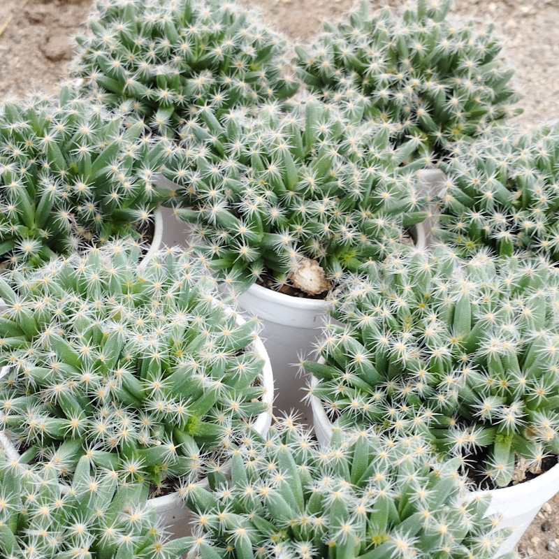 M-161: Trichodiadema Densum