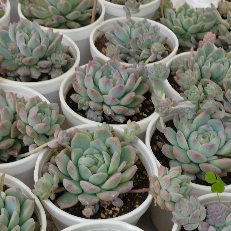 M-238: Echeveria Prolífera
