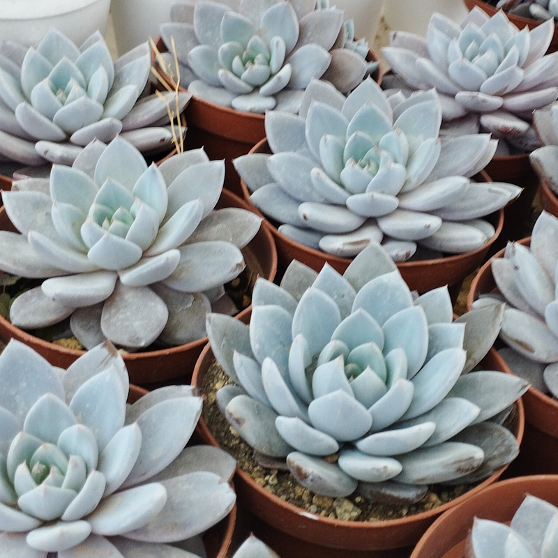 M-360: Graptoveria Lulu