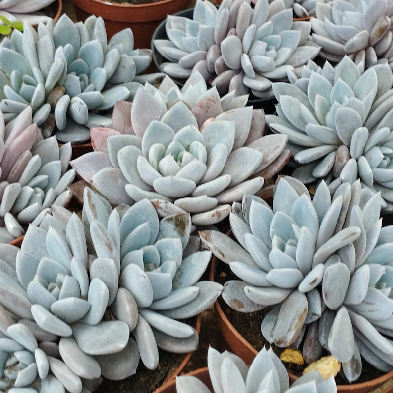 M-360A: Graptoveria Lulu