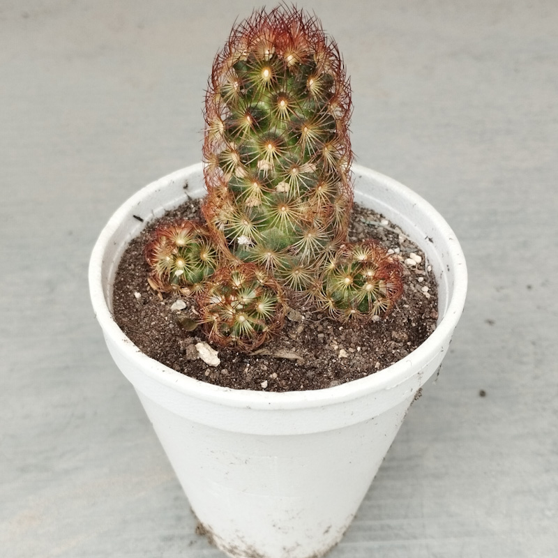 M-520: Mammillaria Decipiens ssp. Camptotricha