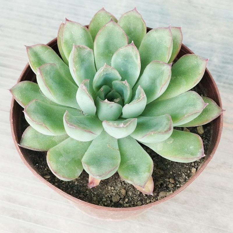 M-317: Echeveria pulidonis