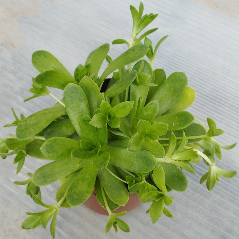 M-326: Orostachys Malacophylla