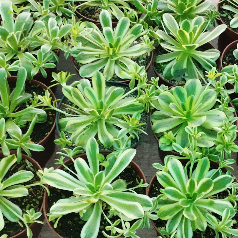 M-404: Orostachis variegada