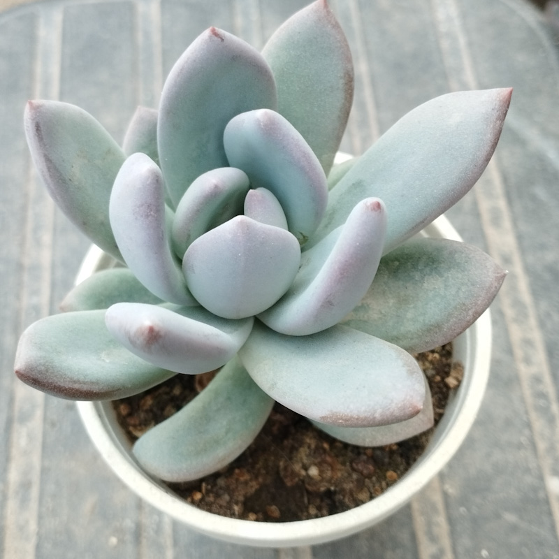 M-108: Pachyveria "Powder Puff"