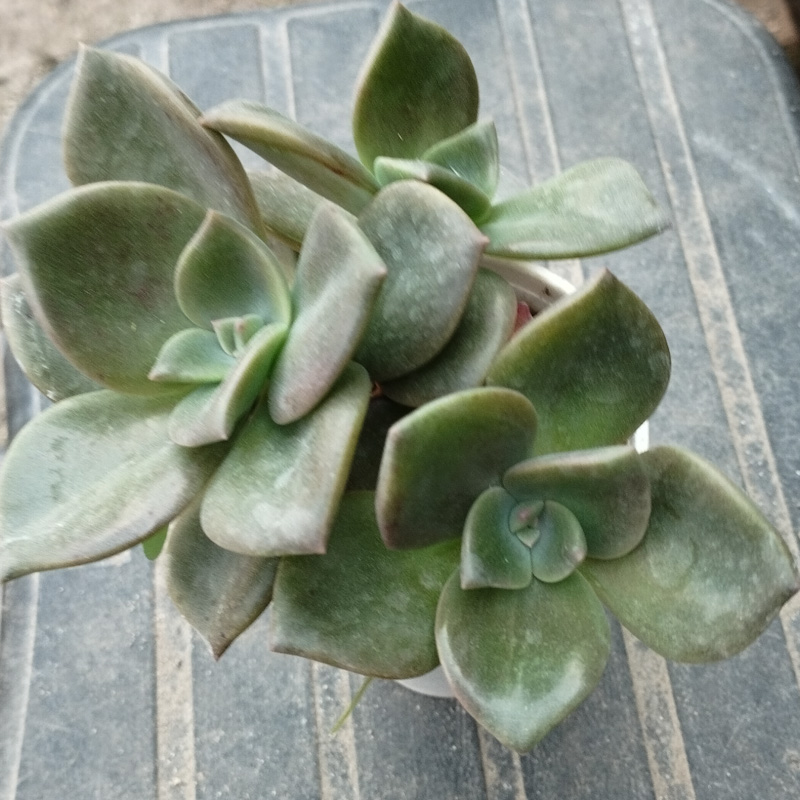 M-122A: Echeveria Albert Baynes