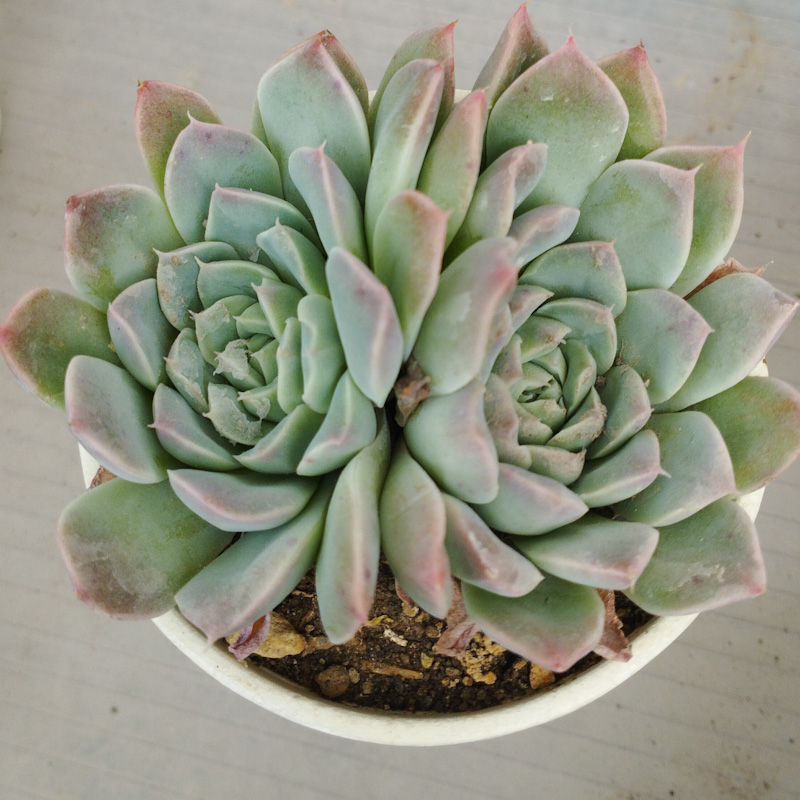 M-174B: Echeveria Albida