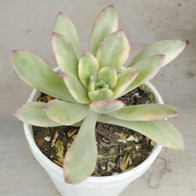 M-187: Echeveria Minibelle Variegada