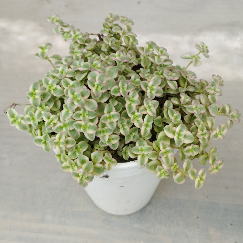 M-159: Crassula Marginalis Mini