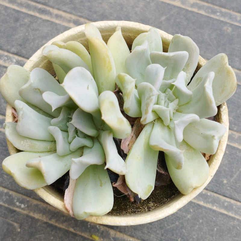 M-202A: Runyonii "Topsy Turvy"