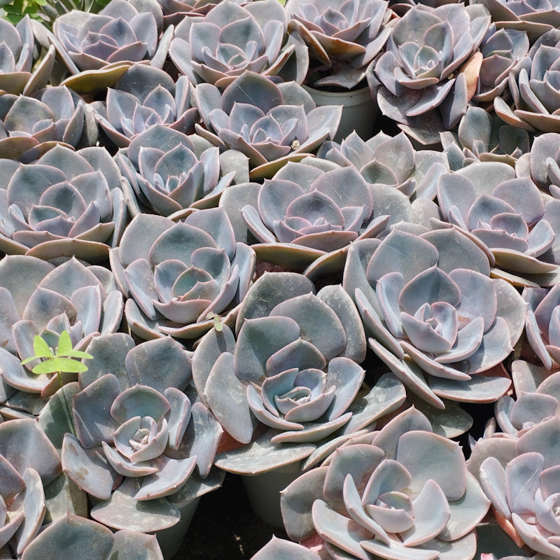 M-112A:      Echeveria Dusty Rose