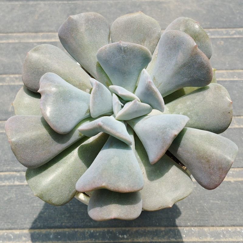 M-247: Echeveria Cubic Frost