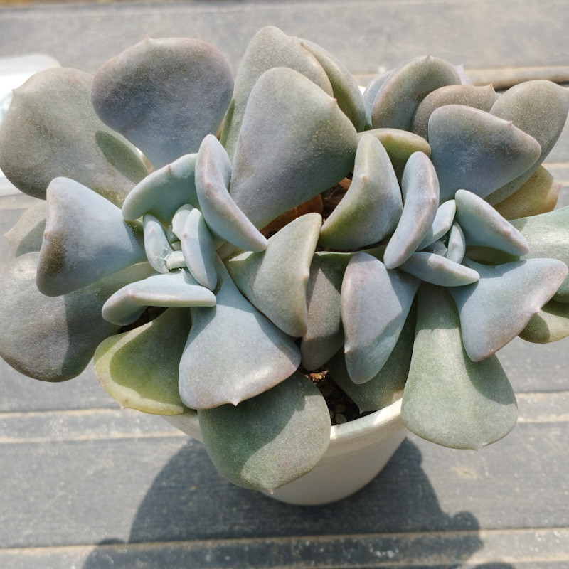 M-247A:Echeveria Cubic Frost