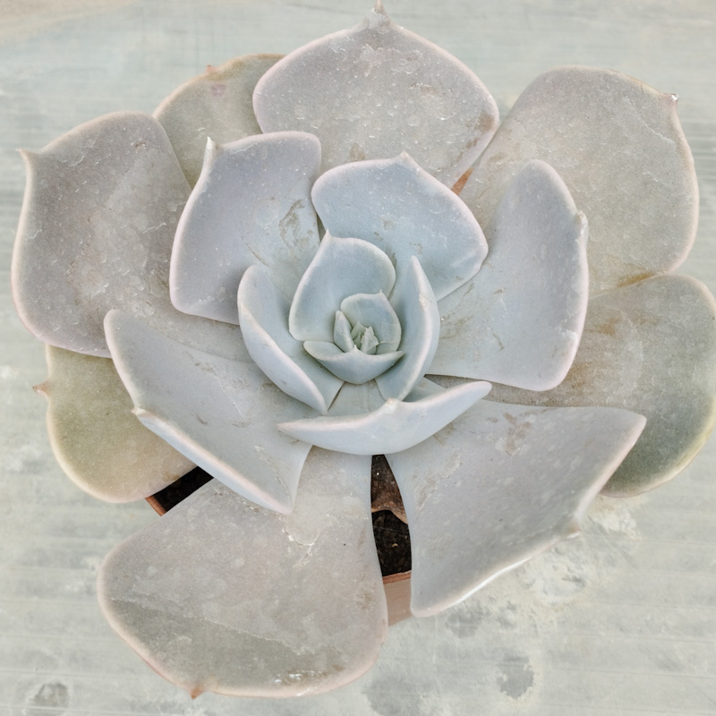 M-305: Echeveria Lilacina
