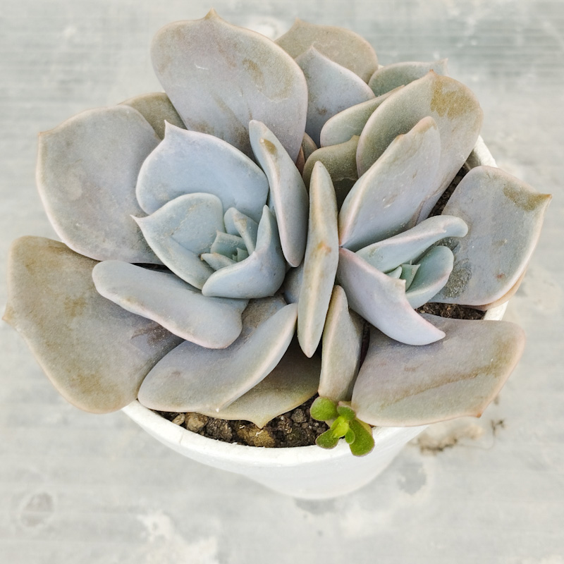 M-305A: Echeveria Lilacina