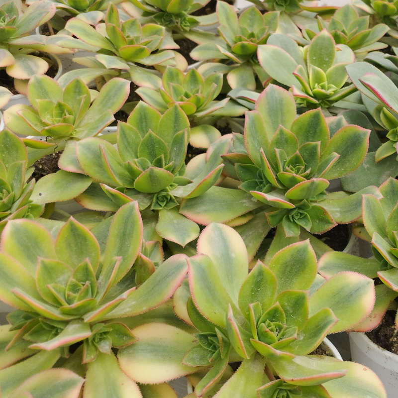 M-334: Aeonium Fluorescence