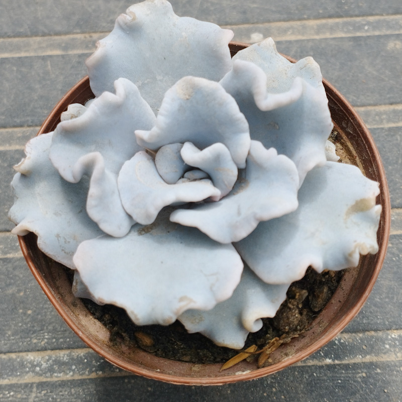 M-363: Echeveria Crispate Beauty