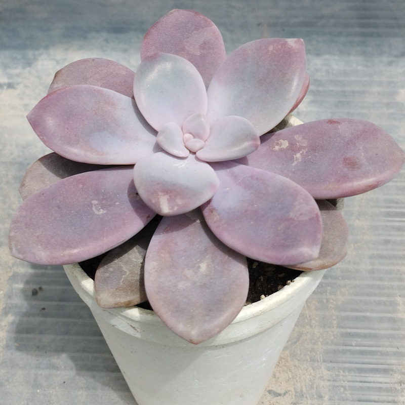 M-371: Graptopetalum "Murasaki"