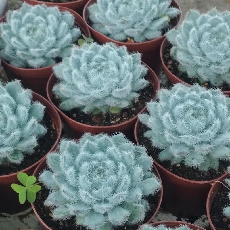M-115: Echeveria Setosa