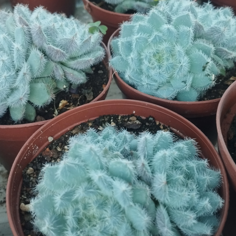 M-115A: Echeveria Setosa
