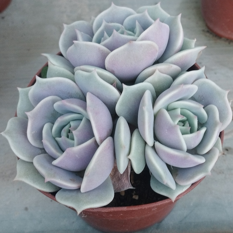 M-263B: Echeveria Lola