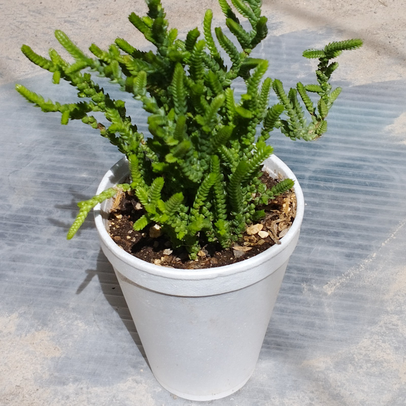 M-155A: Crassula Muscosa