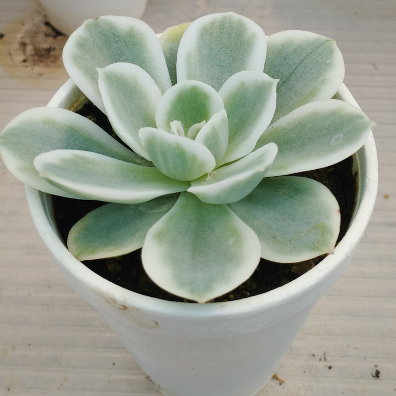 M-165: Echeveria Lemon Rose Var