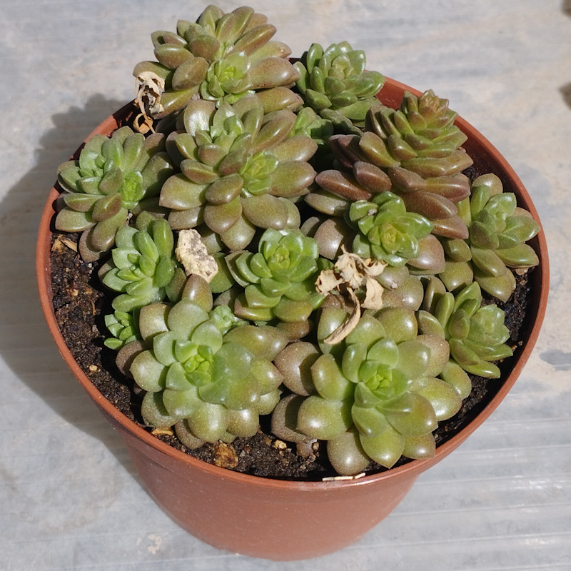 M-180: Cremnosedum Little Gem