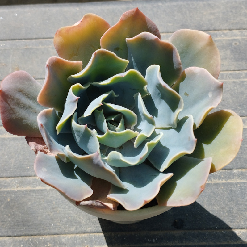 M-241: Echeveria Tsunami