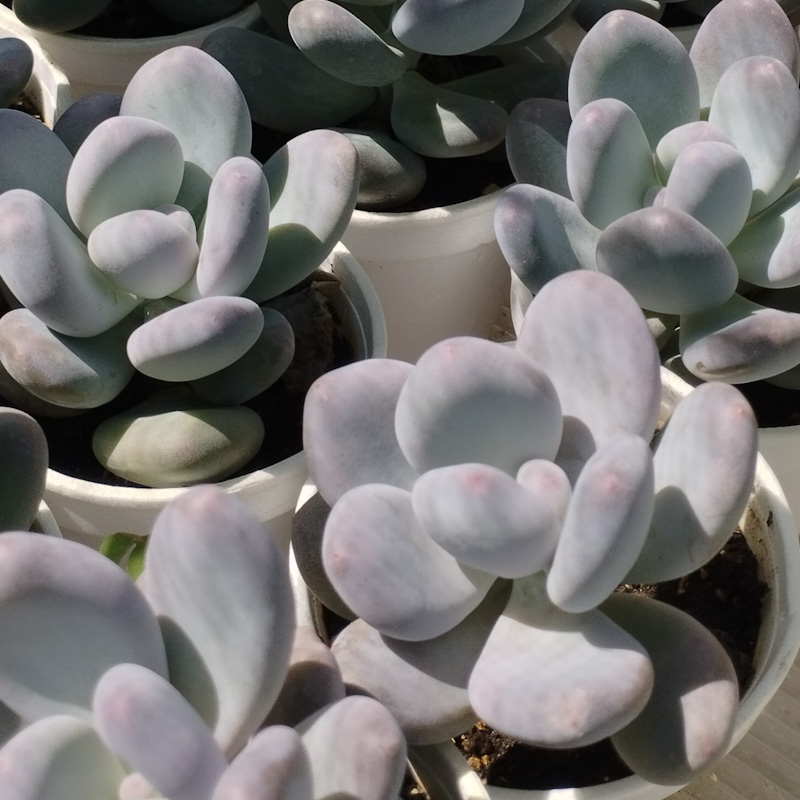 M-246: Pachyphytum Oviferum Blue Haze