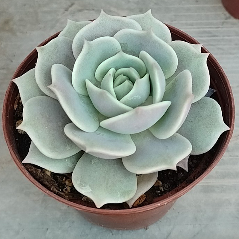 M-263: Echeveria Lola
