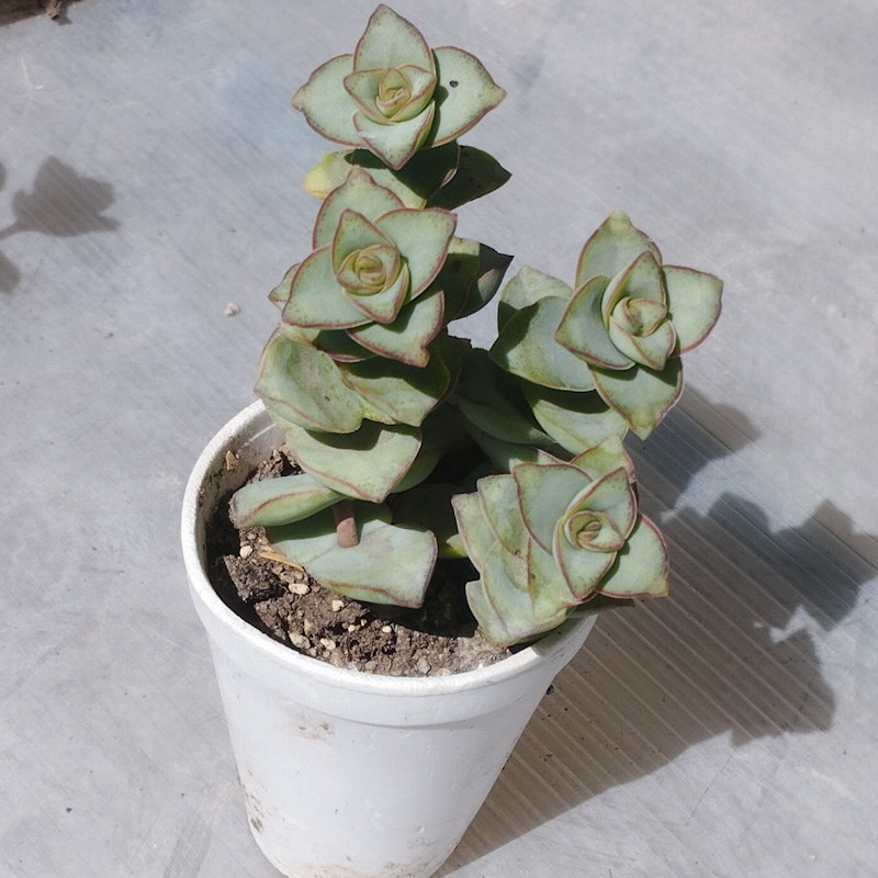 M-143: Crassula Perforata Ivory Towers
