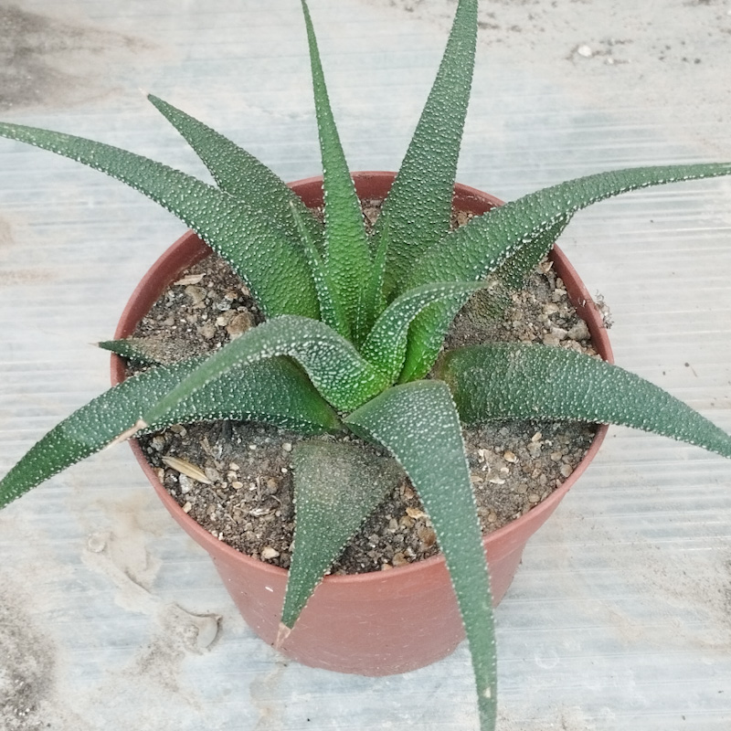 M-231: Haworthia "Concolor"