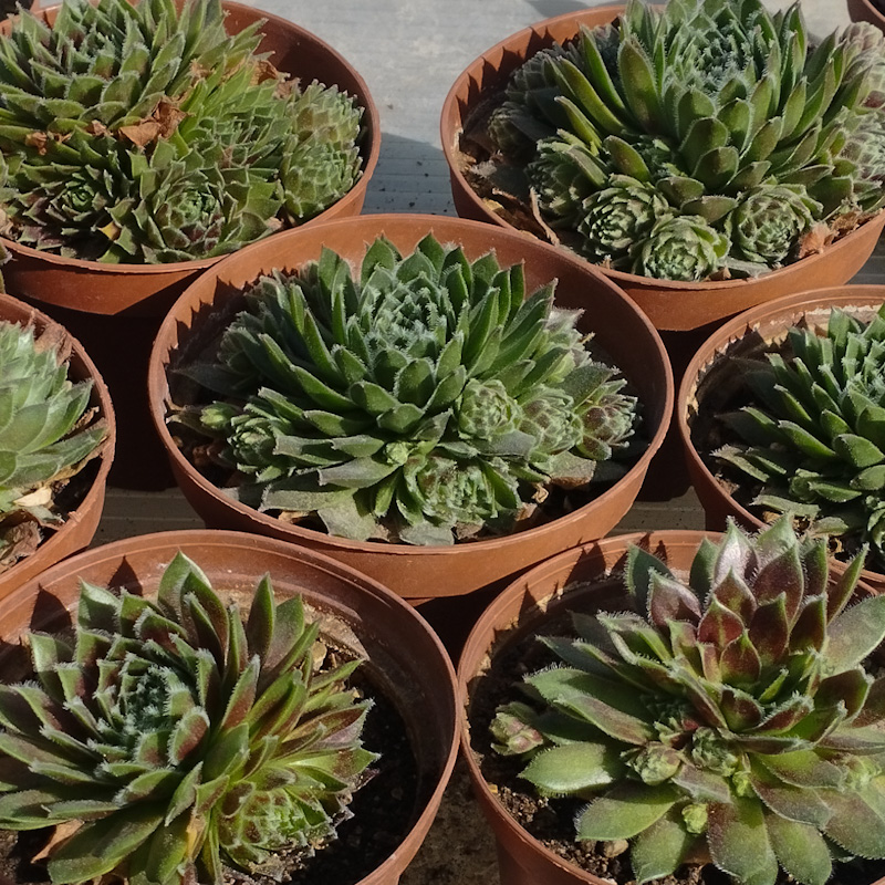 M-102A: Sempervivum "Red Lion"