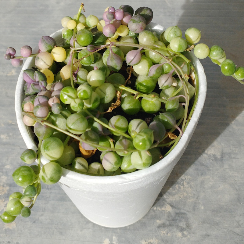 M-135: Senecio Rowleyanus Variegata