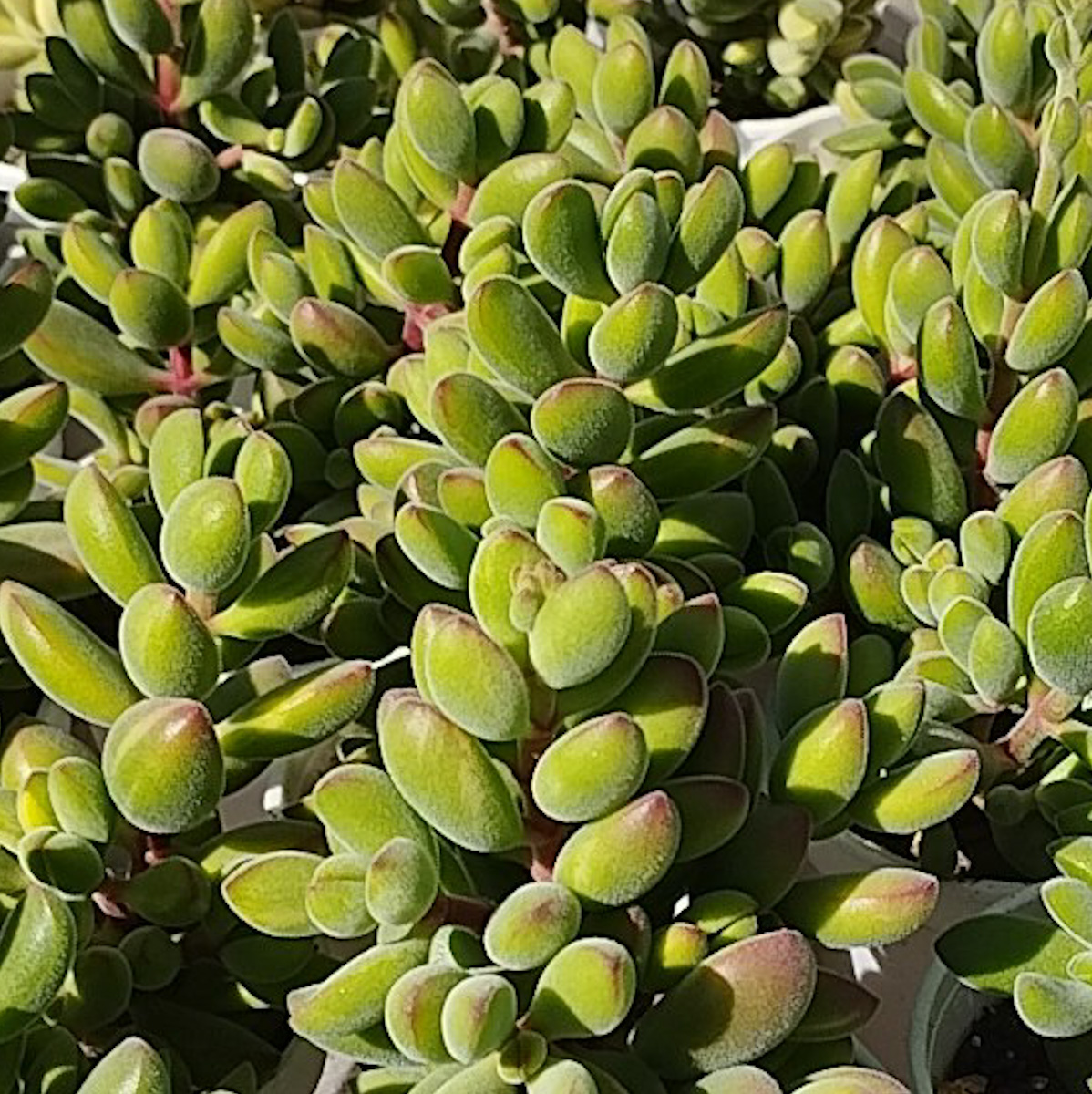 M-163: Crassula Rogersii