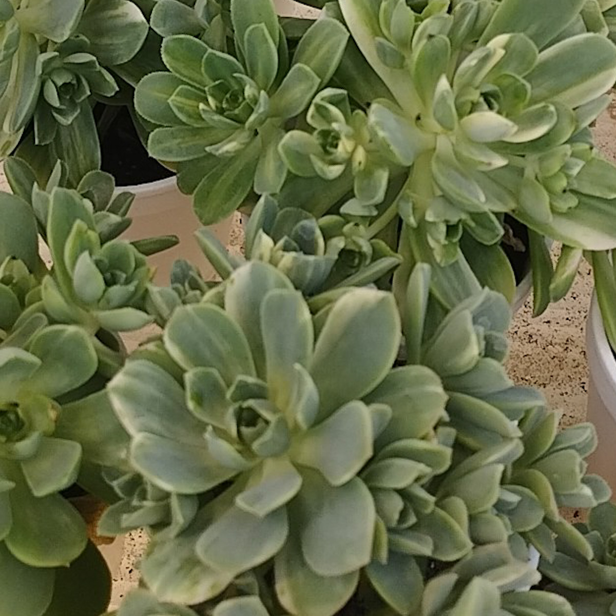 M-211: Aeonium Castello Paivae Variegata
