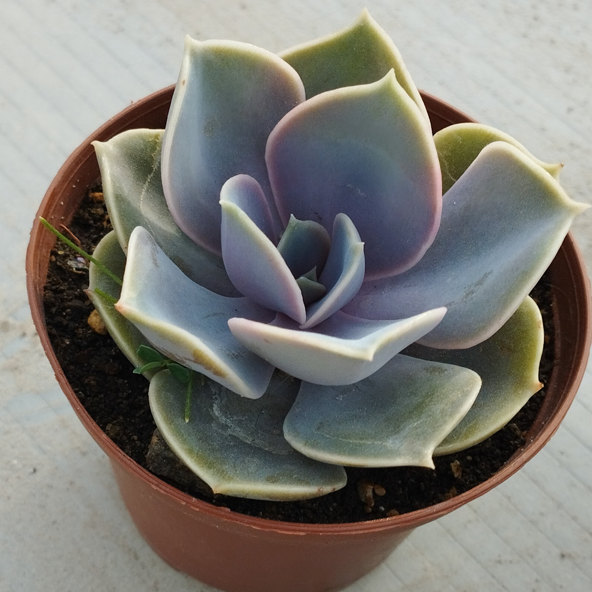 M-111: Echeveria Perle Von Nurnberg