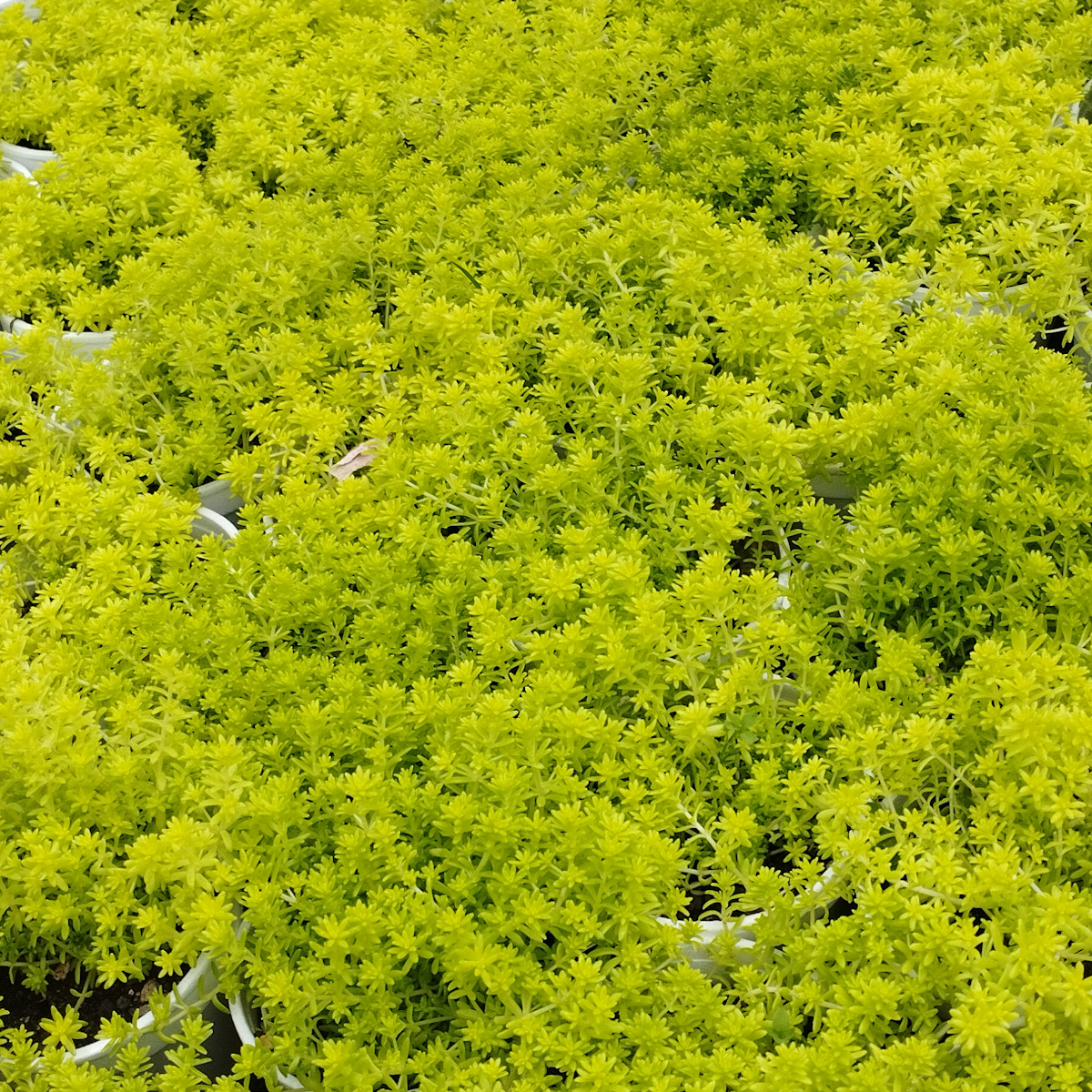 M-169: Sedum Japonicum Tokyo Sun