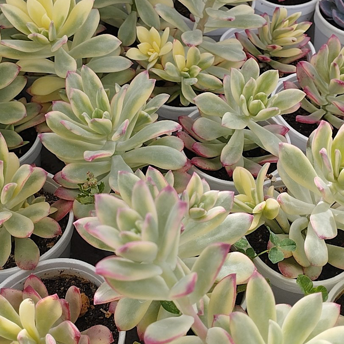 M-187: Echeveria Minibelle Variegada