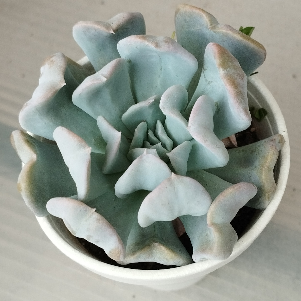 M-202: Runyonii "Topsy Turvy"
