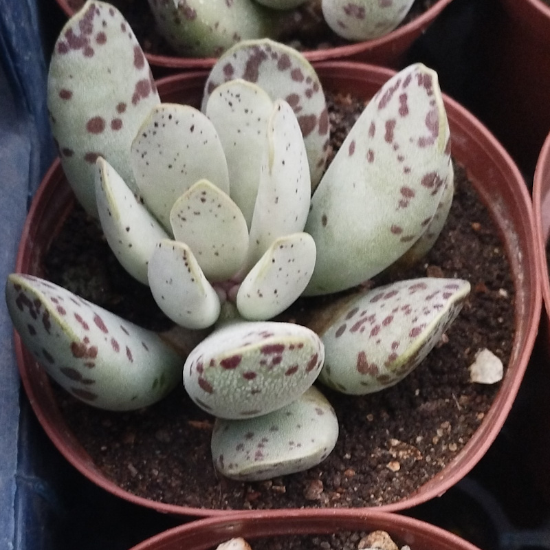 M-475: